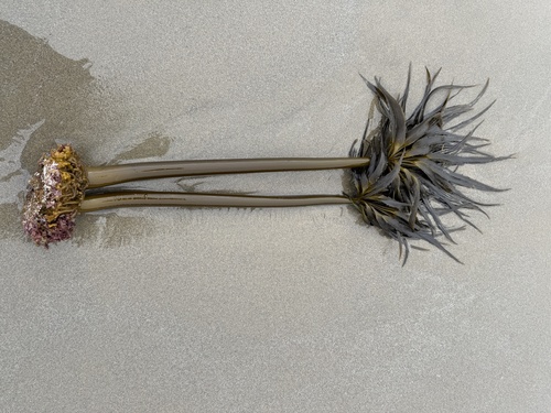 Sea Palm