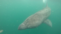 Basking Shark photo 6
