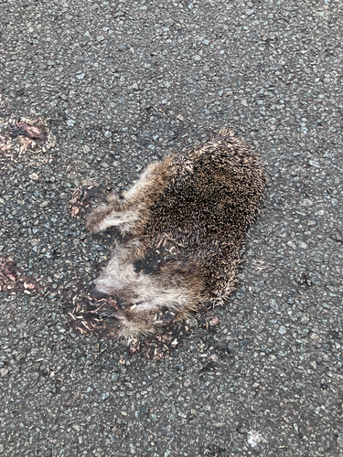 Common Hedgehog