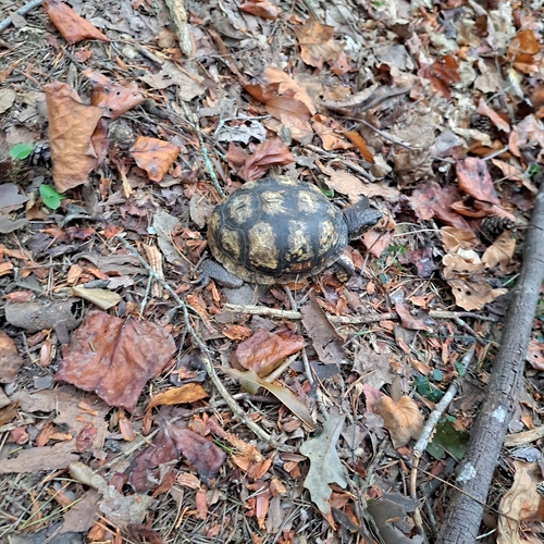 Eastern Box Turtle