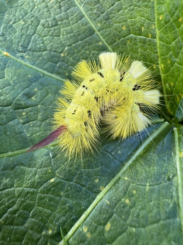 Pale Tussock Moth