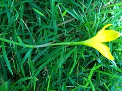 Zephyranthes citrina