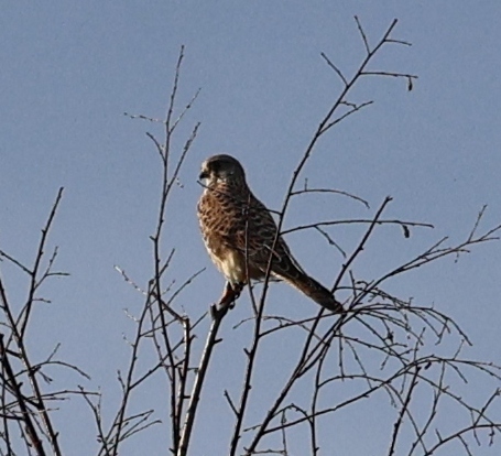Eurasian Kestrel