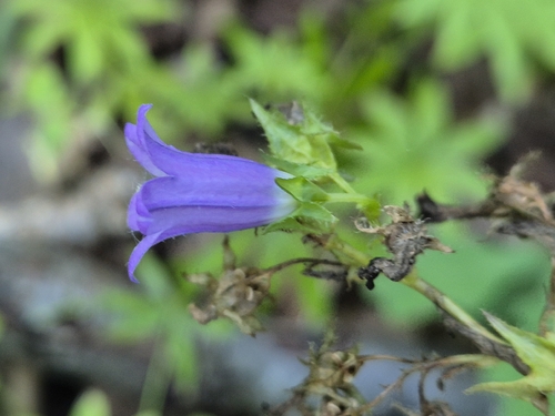 Campanula sibirica, photograph 2