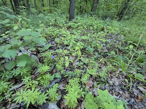 Campanula sibirica, photograph 3