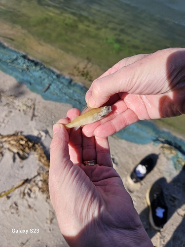 Yellow Perch
