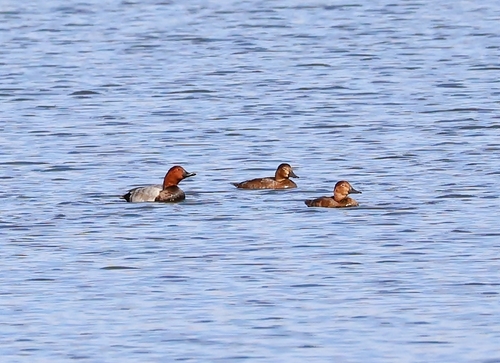 Common Pochard