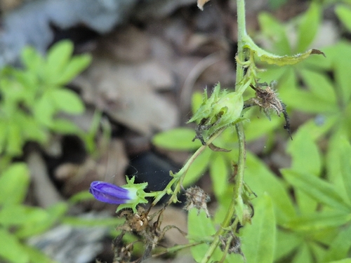 Campanula sibirica, photograph 6