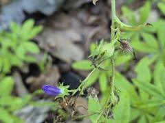 Campanula sibirica, photograph (c) Bobo-X, some rights reserved (CC BY)