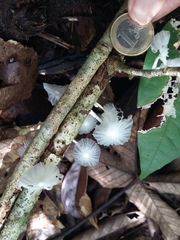 Marasmiellus coilobasis