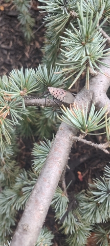 Spotted Lanternfly