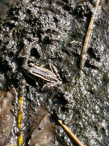 Pickerel Frog
