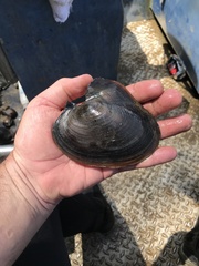 Potamilus inflatus