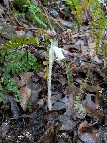 Ghost Pipe