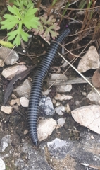 Ommatoiulus sabulosus aimatopodus