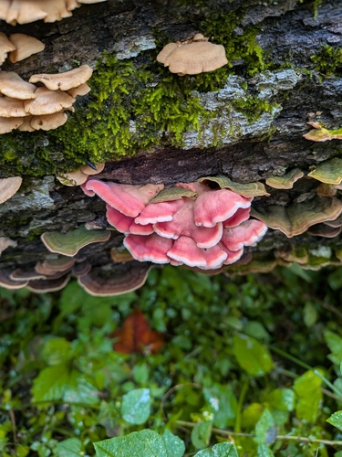 Coral-pink Merulius