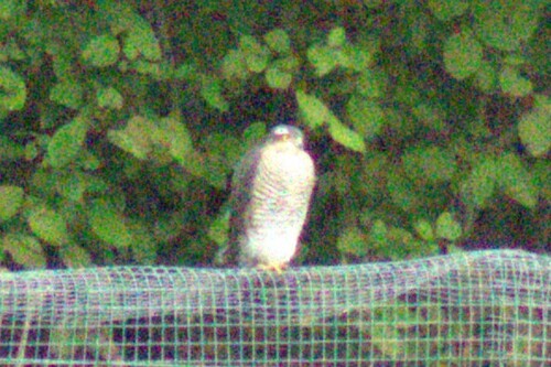 Eurasian Sparrowhawk