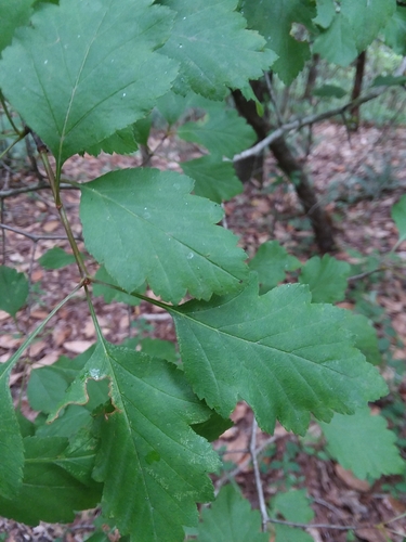 Image of Crataegus pulcherrima by (c) Will McFarland, some rights reserved (CC BY)