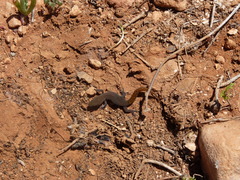 Saurodactylus