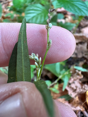 author not stated, no rights reserved Persicaria minor, photograph author not stated, no rights reserved