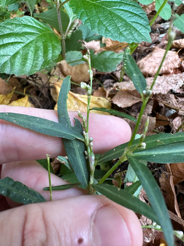 Persicaria minor, photograph 3