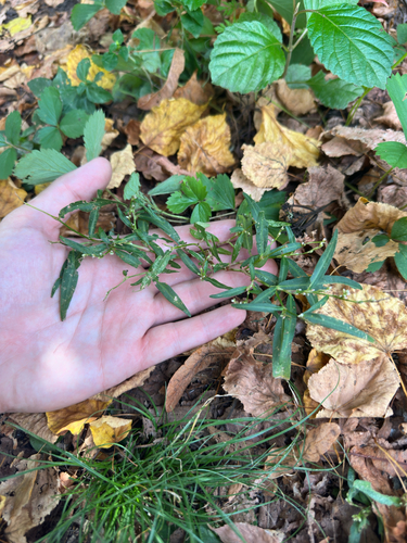 Persicaria minor, photograph 2