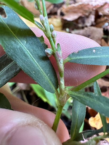 Persicaria minor, photograph 5