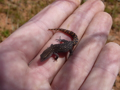 Saurodactylus