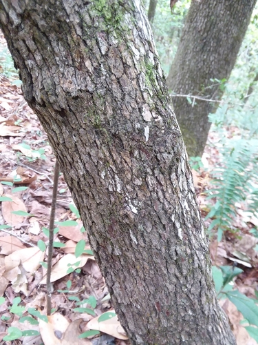 Image of Crataegus pulcherrima by (c) Will McFarland, some rights reserved (CC BY)