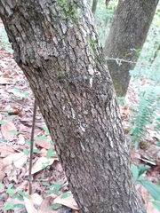 Crataegus pulcherrima