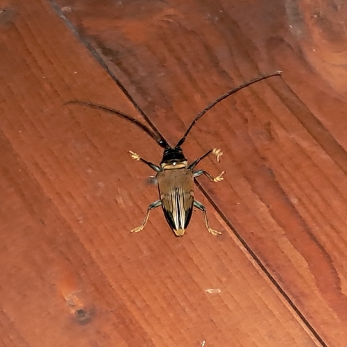 Sternotomis ducalis