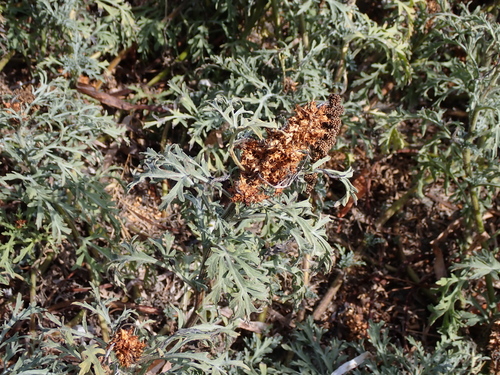 Ambrosia chamissonis, photograph 1