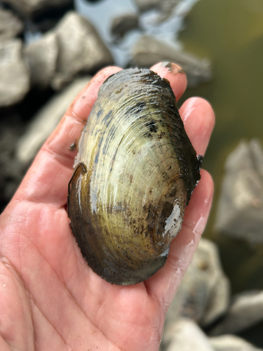 Fragile Papershell
