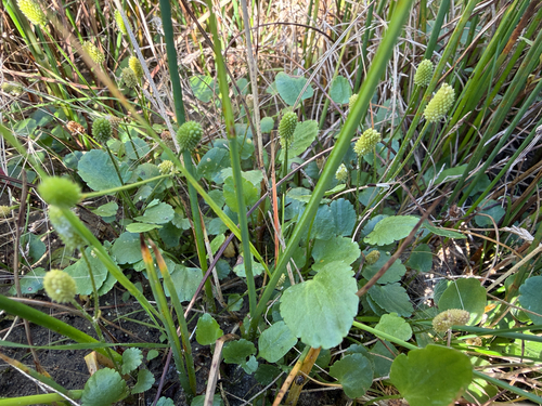 Alkali Buttercup