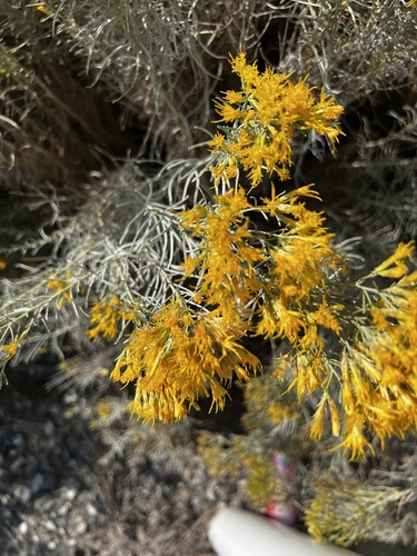 Rubber Rabbitbrush