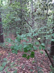 Crataegus pulcherrima