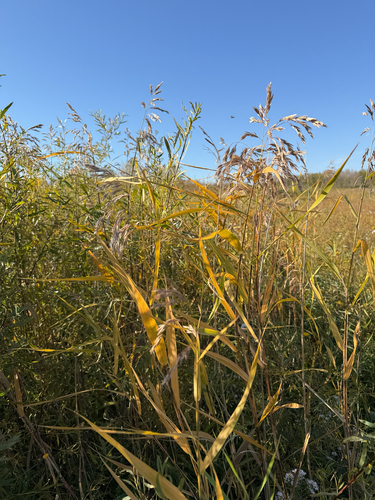 common reed