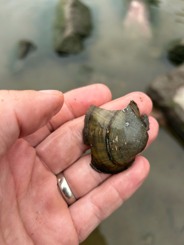 Deertoe Mussel
