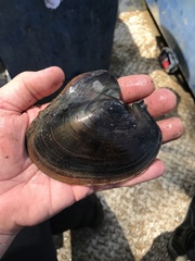 Potamilus inflatus