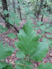 Crataegus pulcherrima