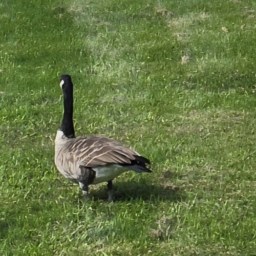 Canada Goose