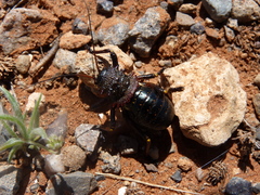Eugaster