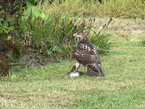 Red-tailed Hawk