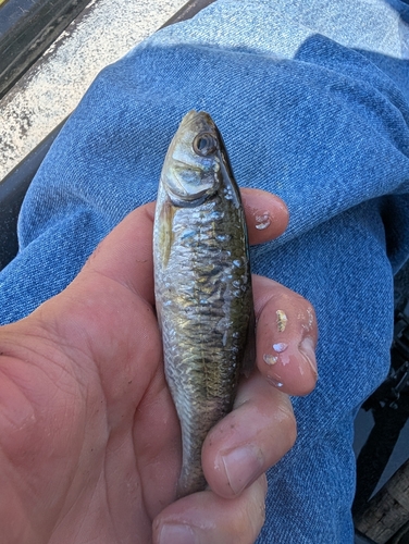 Striped Shiner