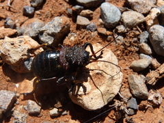 Eugaster