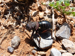Eugaster