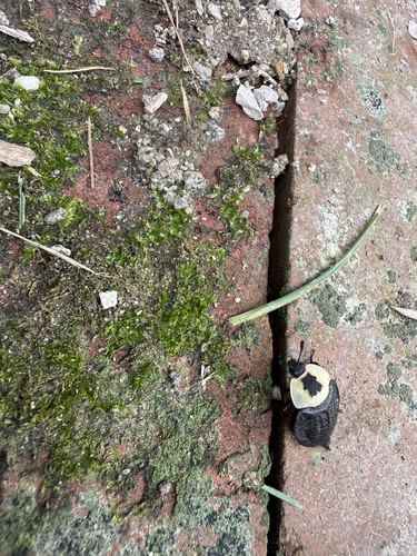 American Carrion Beetle