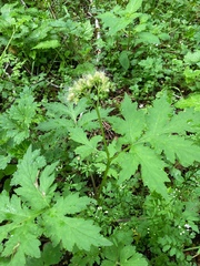 Hydrophyllum tenuipes