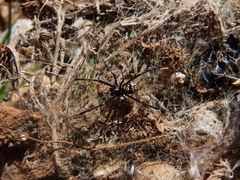 Latrodectus tredecimguttatus