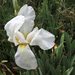 Cemetery Iris - Photo (c) Allen Bartell, some rights reserved (CC BY-NC), uploaded by Allen Bartell